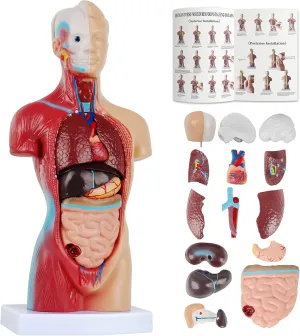 2025 Human Body Model for Kids 14 Pcs Removable 11 inch Human Torso Anatomy Model with Heart Head Skull Brain Skeleton Model for Preschool & School Medical Education Display, Ages 4 