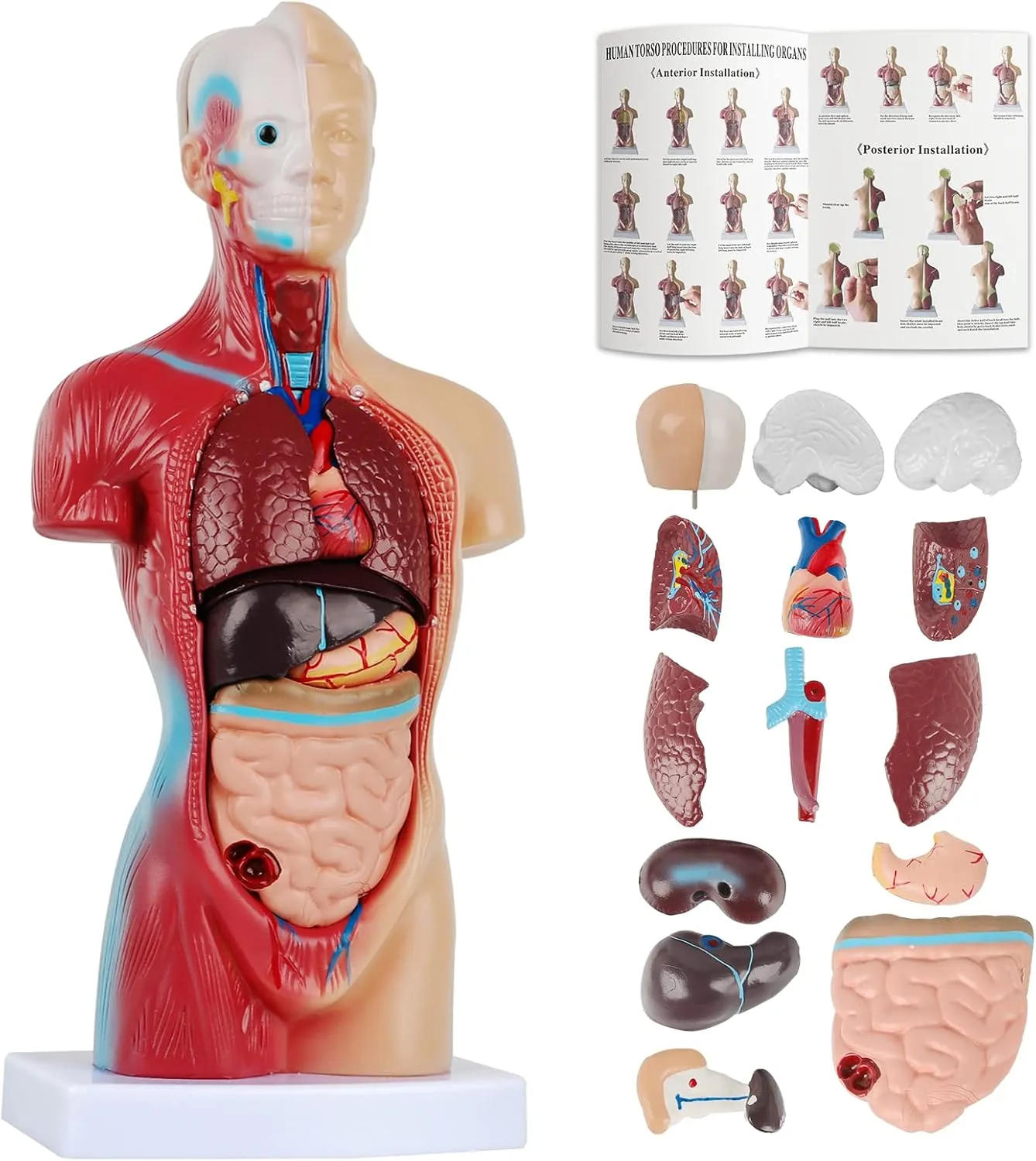2025 Human Body Model for Kids 14 Pcs Removable 11 inch Human Torso Anatomy Model with Heart Head Skull Brain Skeleton Model for Preschool & School Medical Education Display, Ages 4 