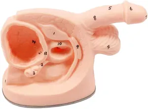 Anatomy Training Kit for Urinary System - Dual Gender Educational Model with Digital Annotation (Compact 1.1lbs Design)(Male)