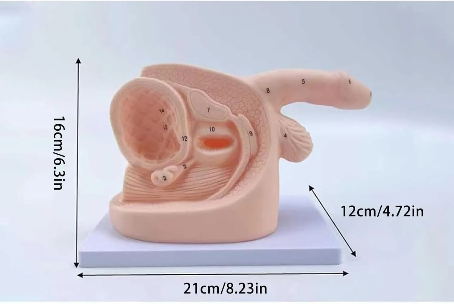 Anatomy Training Kit for Urinary System - Dual Gender Educational Model with Digital Annotation (Compact 1.1lbs Design)(Male)