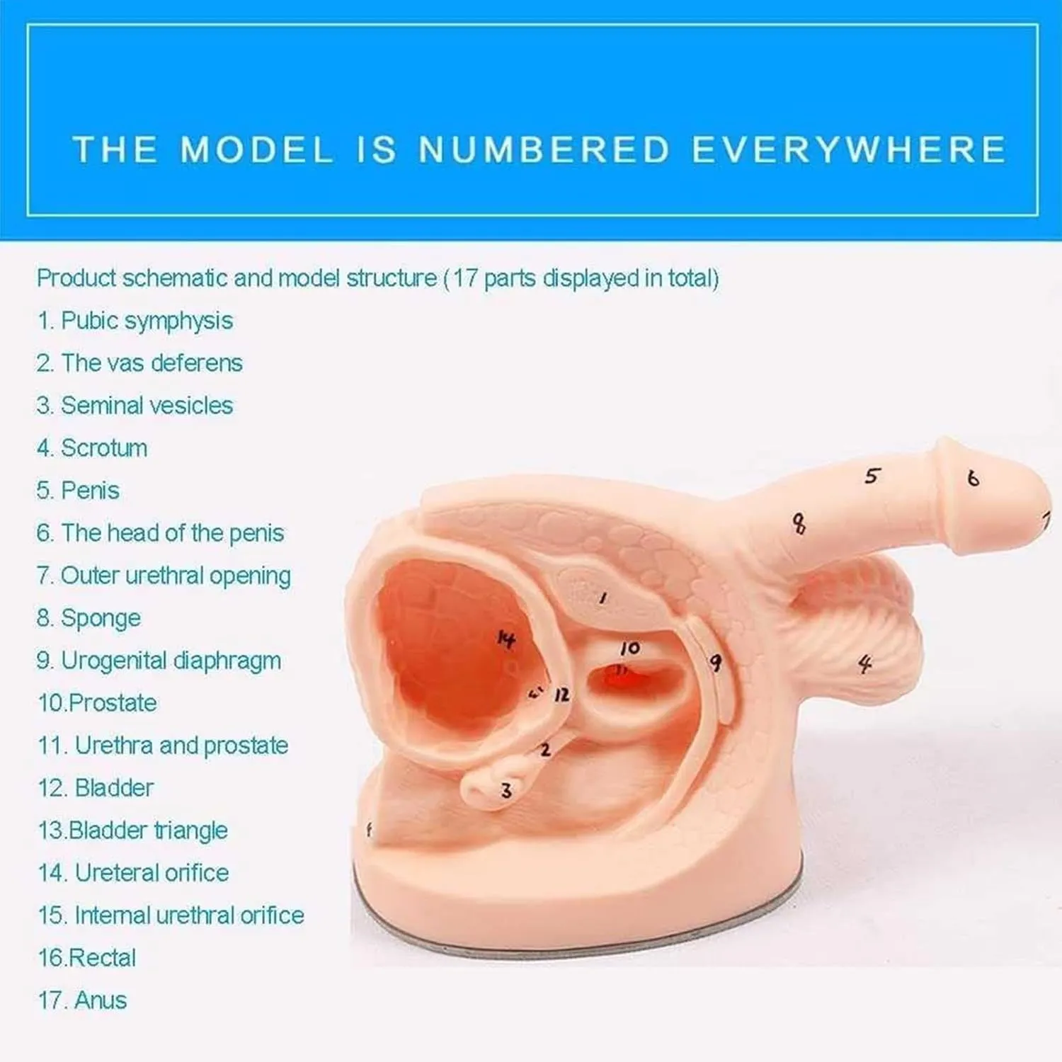 Anatomy Training Kit for Urinary System - Dual Gender Educational Model with Digital Annotation (Compact 1.1lbs Design)(Male)