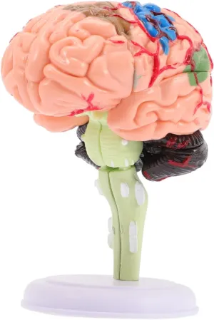 Brain Anatomy Model for Educational Teaching for Classroom Display and Neuroscience Learning for Boys