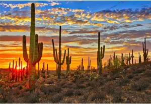 Laeacco 12x8ft Desert Scenery Backdrop Desert Gobi Sunset Prickly Cactus Saguaro Western Wilderness Photography Background Outdoor Travel Adventure Cowboys Children Adult Portrait Photo Booth Props