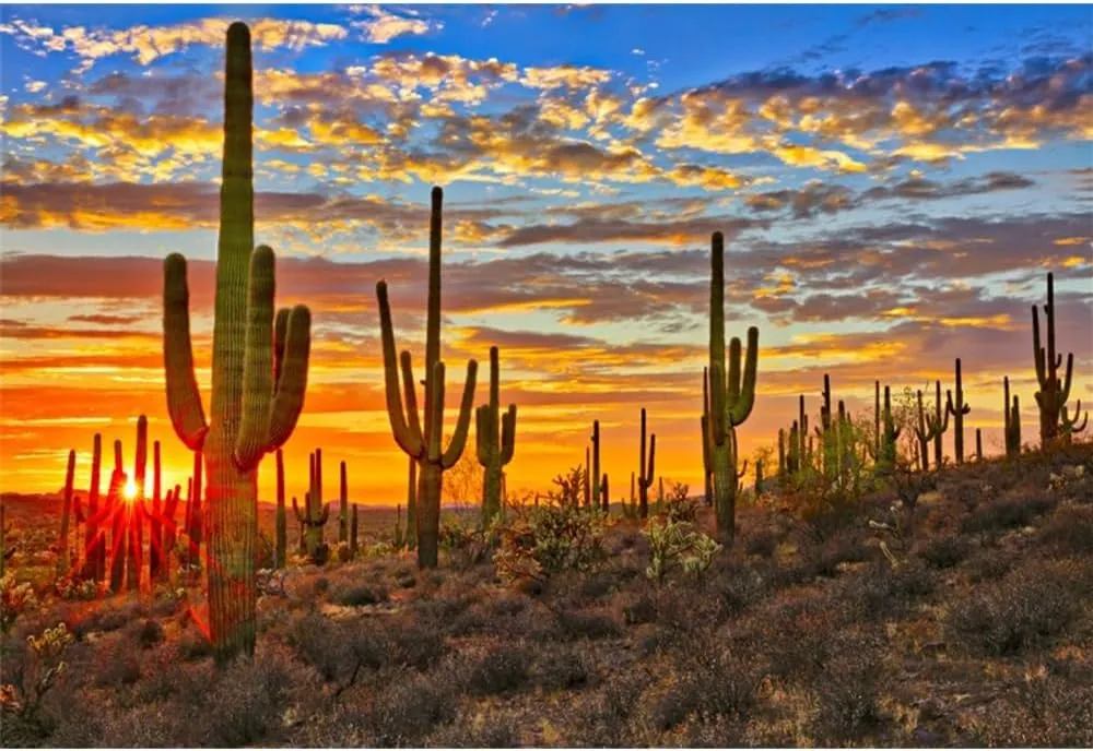 Laeacco 12x8ft Desert Scenery Backdrop Desert Gobi Sunset Prickly Cactus Saguaro Western Wilderness Photography Background Outdoor Travel Adventure Cowboys Children Adult Portrait Photo Booth Props